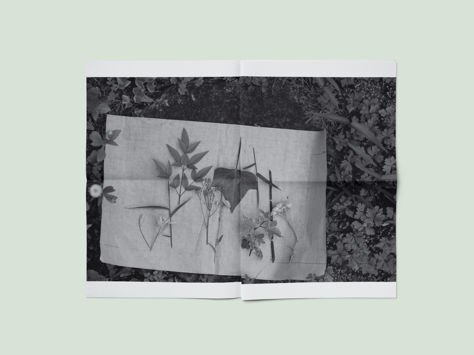 still-life_0937