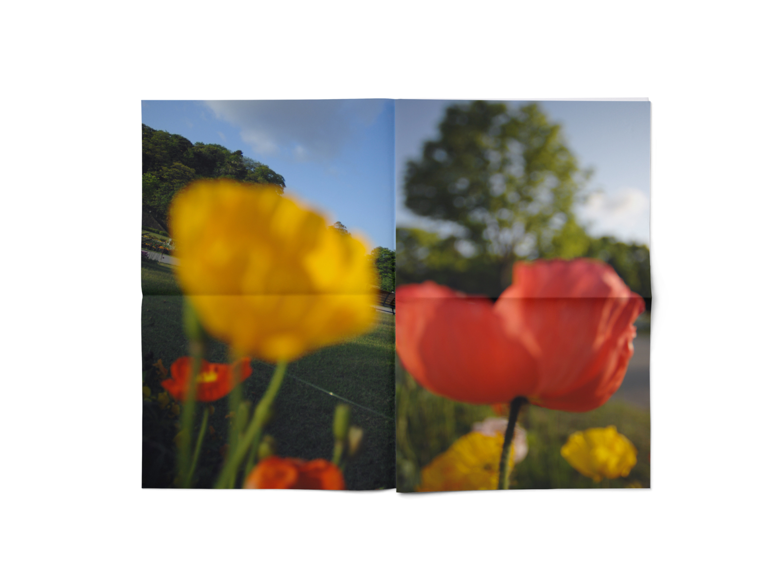 still-life_3092822