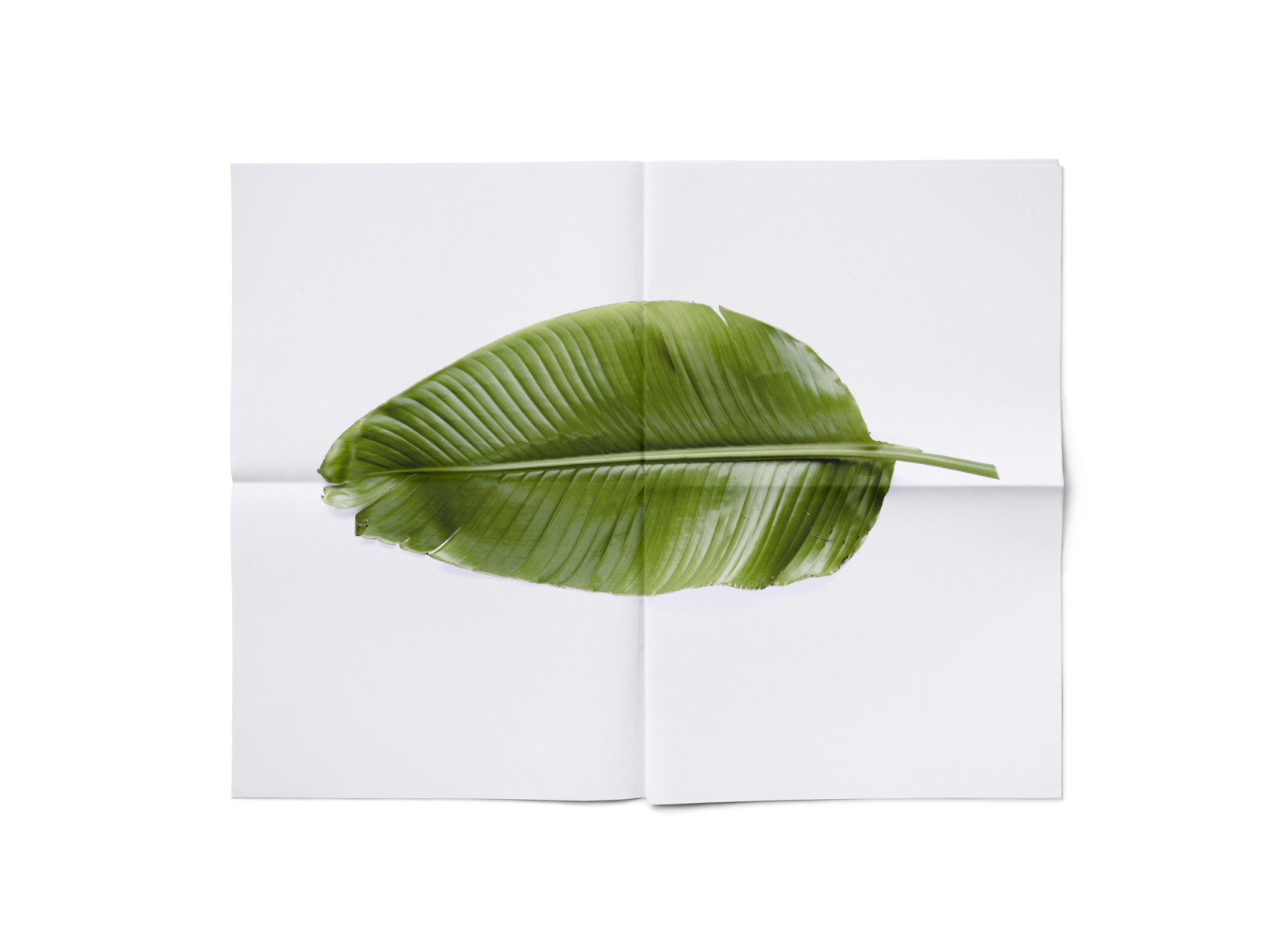 still_life_0112276