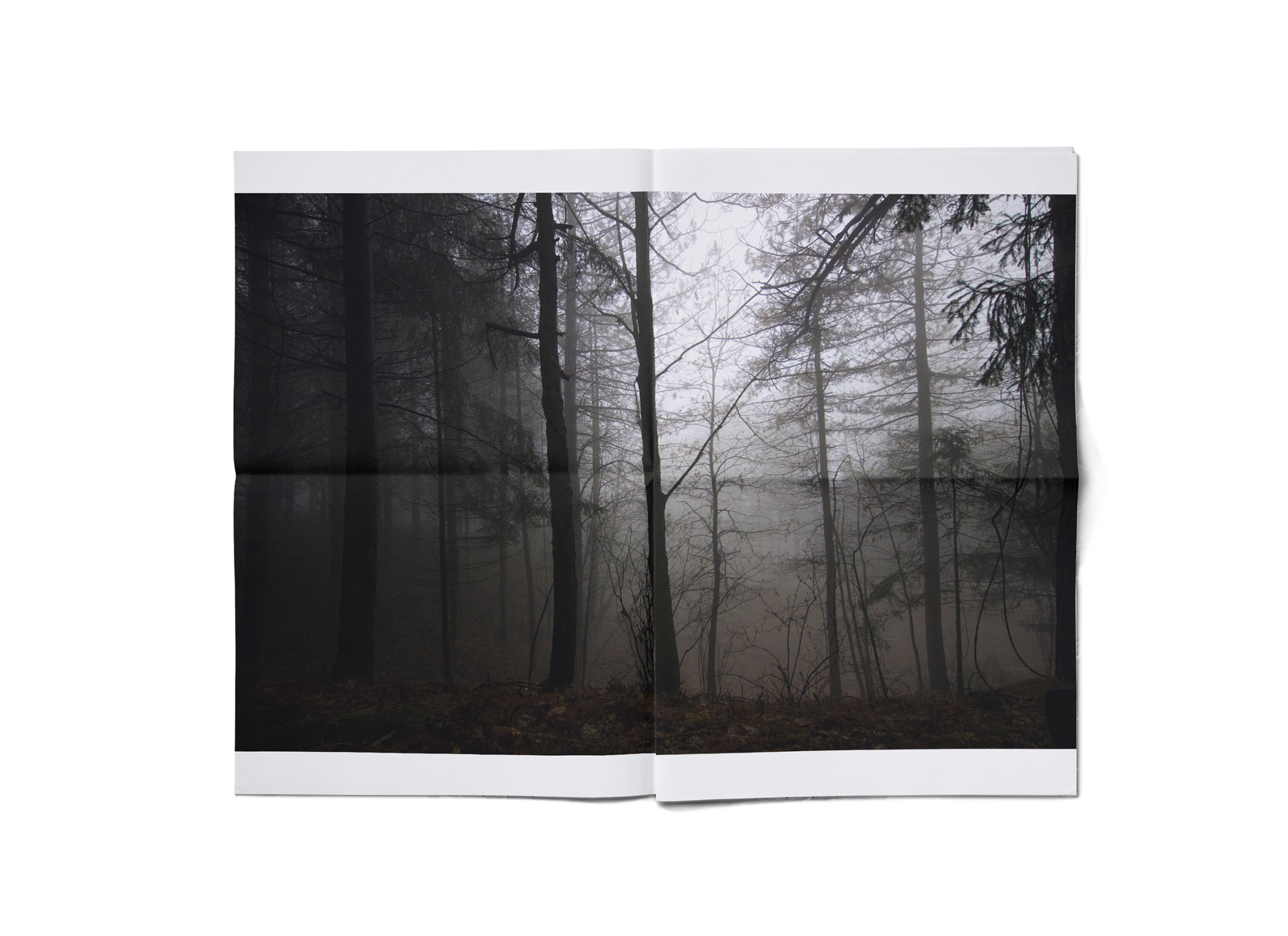 woods_098